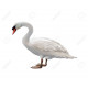 Watervogel Watervogel