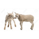 Schaap & Geit Schaap & Geit