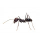 Mieren 