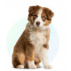 Hond Hond
