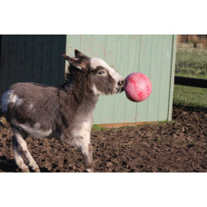 JOLLY BALL GROEN APPELGEUR 25 CM