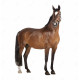 Paard